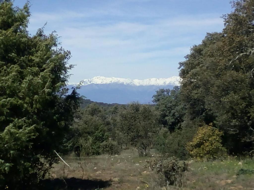 Raices, Sierra De San Vicente *
